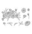set of monochrome dahlia bouquet and floral vector image