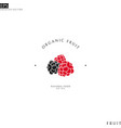 organic fruit logo vector image