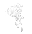 Plant Paeonia arborea Tree peony pink flower Vector Image