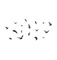 flying flock birds flight bird silhouettes vector image
