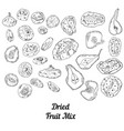 set of dried fruit black and white vector image