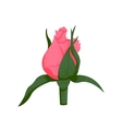 vintage rose flower vector image