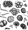 medicinal mushroom background hand sketched vector image vector image