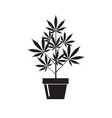cannabis plant in pot vector image vector image