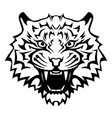 tiger head with an open mouth and bared fangs vector image
