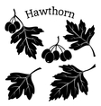 hawthorn leaves and fruits pictograms vector image