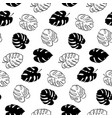 botanical of monstera leaf vector image vector image