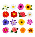 big collection of colorful flowers vector image