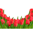 holiday background with bouquet of red flowers vector image vector image