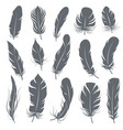 feather silhouettes different feathering birds vector image vector image