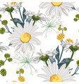 herbs fern and chamomile camomile flowers vector image