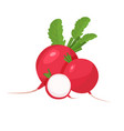 radish isolated icon on white background vector image