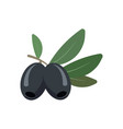 olives isolated on white background vector image