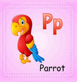 animals alphabet p is for parrot vector image