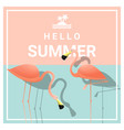 hello summer background with two pink flamingos vector image