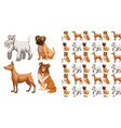 seamless and isolated animal pattern cartoon vector image