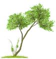 tree green nature vector image vector image