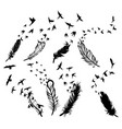 set feathers with birds collection stylized vector image