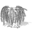 drawing of a willow tree with long twigs vector image vector image