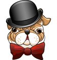 bulldog in a bowler hat vector image vector image