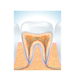 tooth root vector image