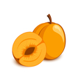 apricot icon vector image