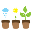 green plant tree vector image vector image