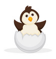 adorable baby penguin sits in cracked egg shell vector image