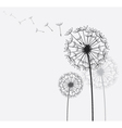dandelion vector image vector image