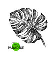hand drawn sketch tropical paradise plants vector image