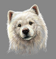 portrait a samoyed dog in artistic watercolor vector image vector image