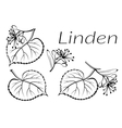 linden leaves pictograph set vector image