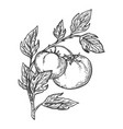 tomato engraving vector image