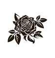black rose image vector image
