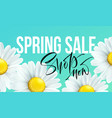 spring sale banner background with daisy flowers vector image