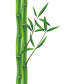 bamboo brunches vector image