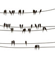 swallows on wires vector image