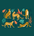 cheetahs in different poses cartoon set vector image