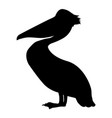 silhouette of pelican vector image