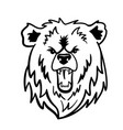 angry grizzly bear growls and shows teeth black vector image