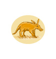 aardvark drawing vector image