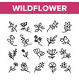 wildflower natural collection icons set vector image