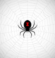 spider on web vector image